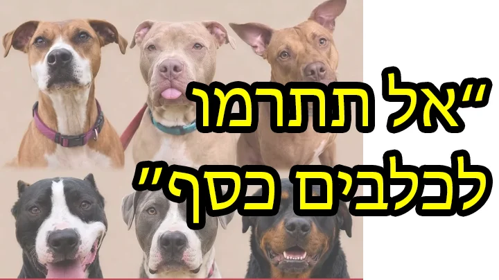 dont donate money dogs.webp