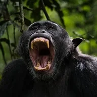 Chimp