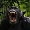Chimp